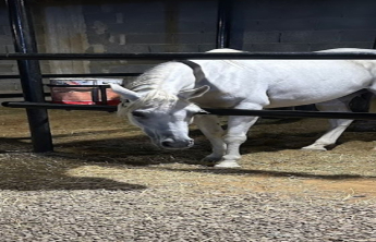 Outdoor workshop entitled: Photographing a horse stable
